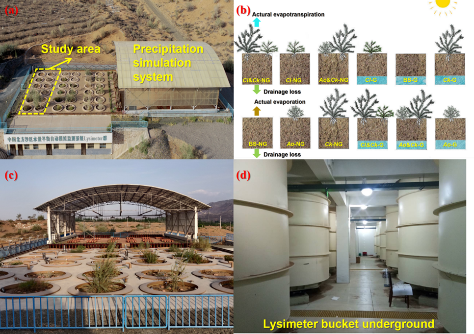 干旱沙区植被重建区水量平衡与植物生长互馈机理研究获新进展 干旱沙区植被重建区水量平衡与植物生长互馈机理研究获新进展
